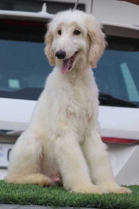 Afghan hound Puppies For Sale In Chennai